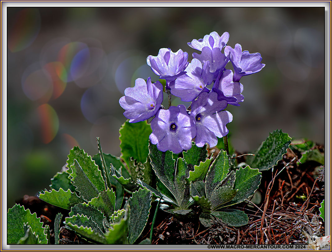 Primevère marginée